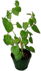 MOCHYNĚ PERUÁNSKÁ – PHYSALIS PERUVIANA